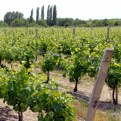 Champ de vignes